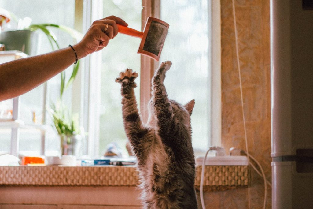 pexels-photo-3791591 A curious tabby cat joyfully reaches for a brush held by a human hand indoors.