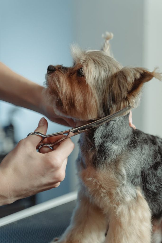 pexels-photo-6131569 Close-up of a Yorkshire Terrier being trimmed by a groomer with scissors, highlighting meticulous care.